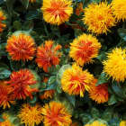 SAFFLOWER OIL